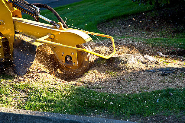 Best Tree Cabling and Bracing  in Kingston, TN